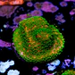 Montipora sunset  - Thumbnail 2