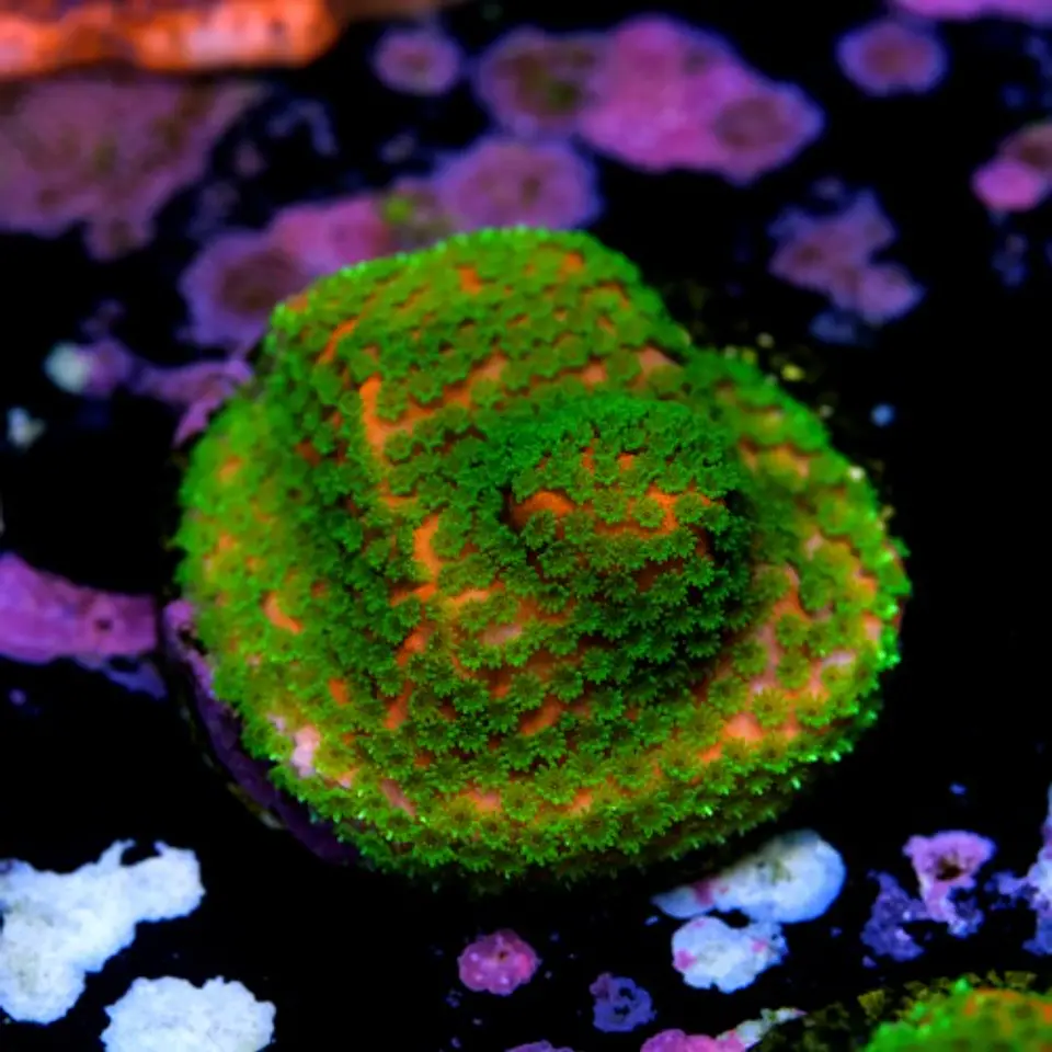 Montipora sunset  2