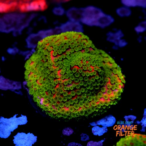 Montipora sunset  1