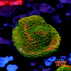 Montipora sunset  1