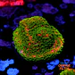 Montipora sunset  - Thumbnail 1