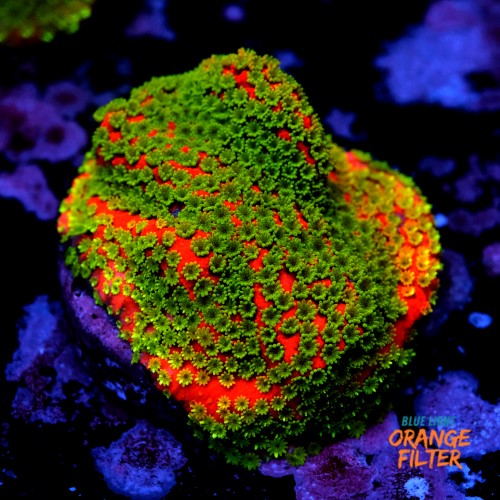 Montipora sunset  1