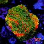 Montipora sunset  1