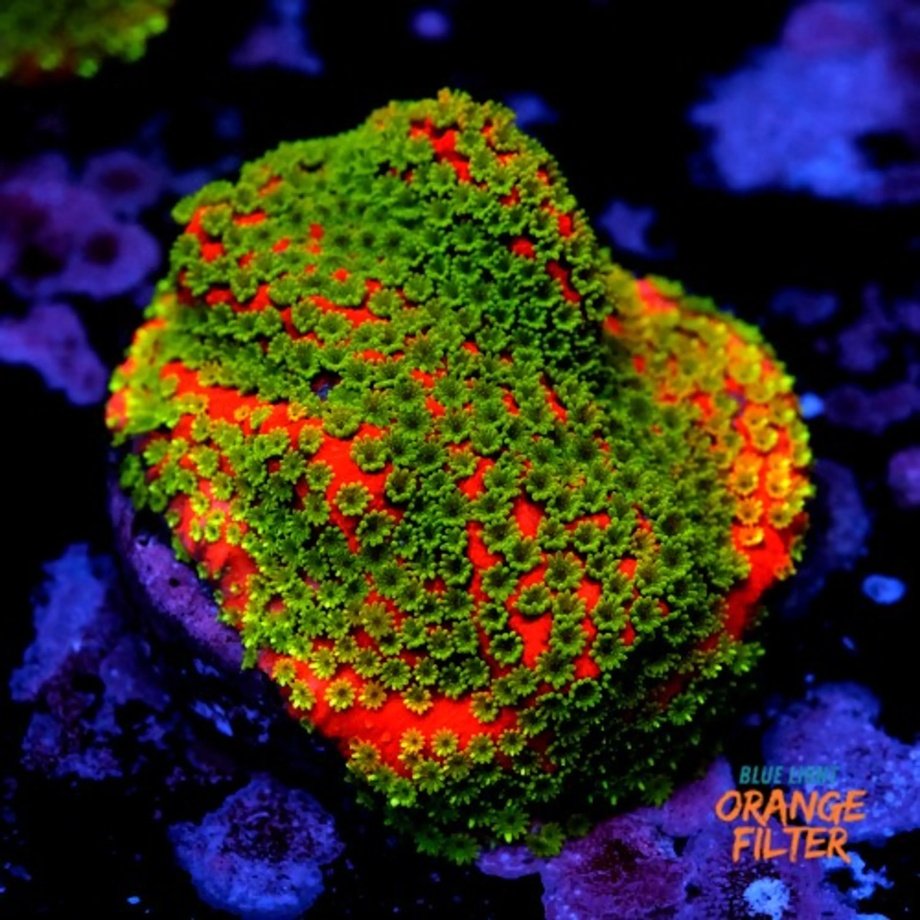 Montipora sunset 