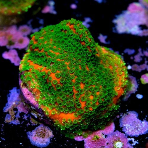 Montipora sunset  2