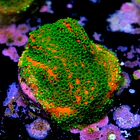 Montipora sunset  2