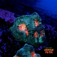 Favia demon eye  - Thumbnail 1