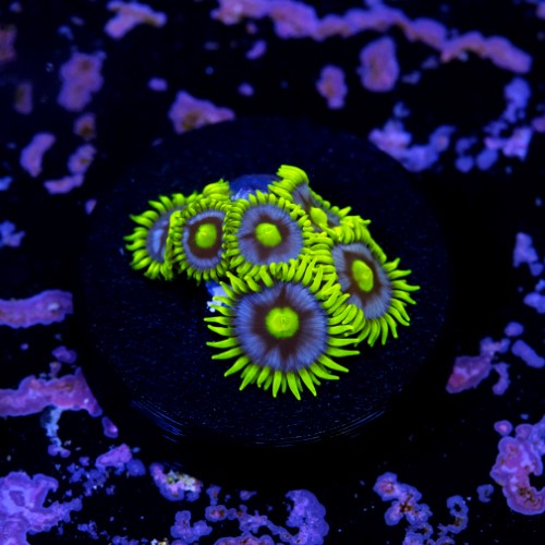 Zoanthus blueberry pie  2