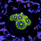 Zoanthus blueberry pie  2