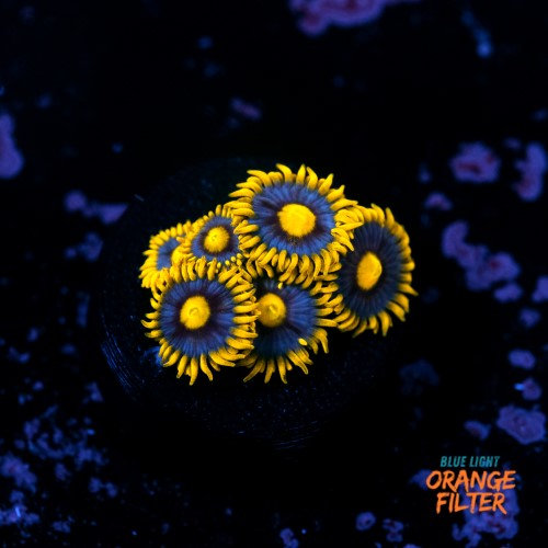 Zoanthus blueberry pie  1