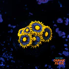 Zoanthus blueberry pie  1
