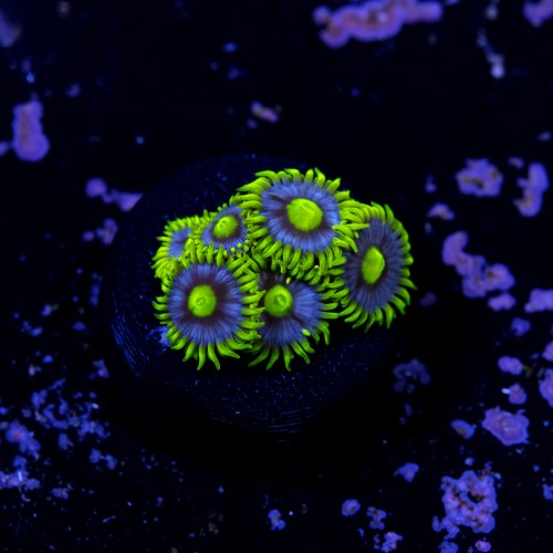Zoanthus blueberry pie  2