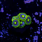 Zoanthus blueberry pie  - Thumbnail 2