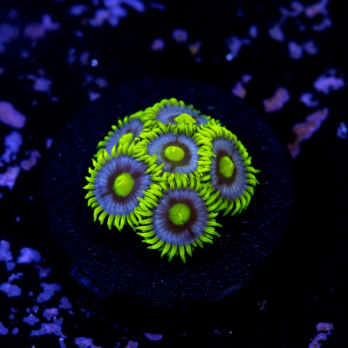 Zoanthus blueberry pie  2