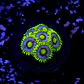Zoanthus blueberry pie  - Thumbnail 2