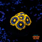 Zoanthus blueberry pie  - Thumbnail 1