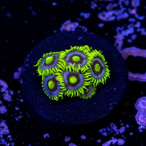 Zoanthus blueberry pie  2
