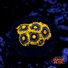 Zoanthus blueberry pie  1