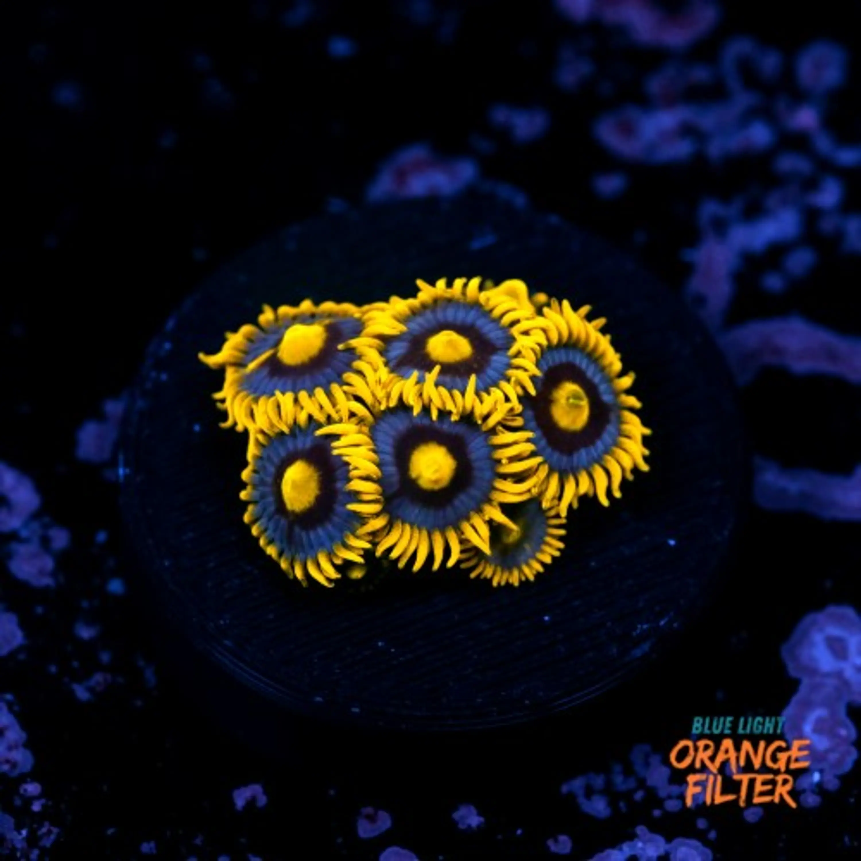 Zoanthus blueberry pie 