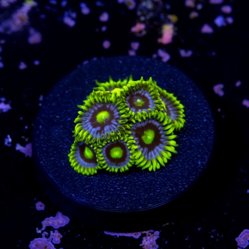 Zoanthus blueberry pie  2