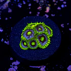 Zoanthus blueberry pie  2