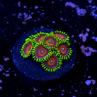 Zoanthus watermelon 2