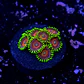 Zoanthus watermelon - Thumbnail 2