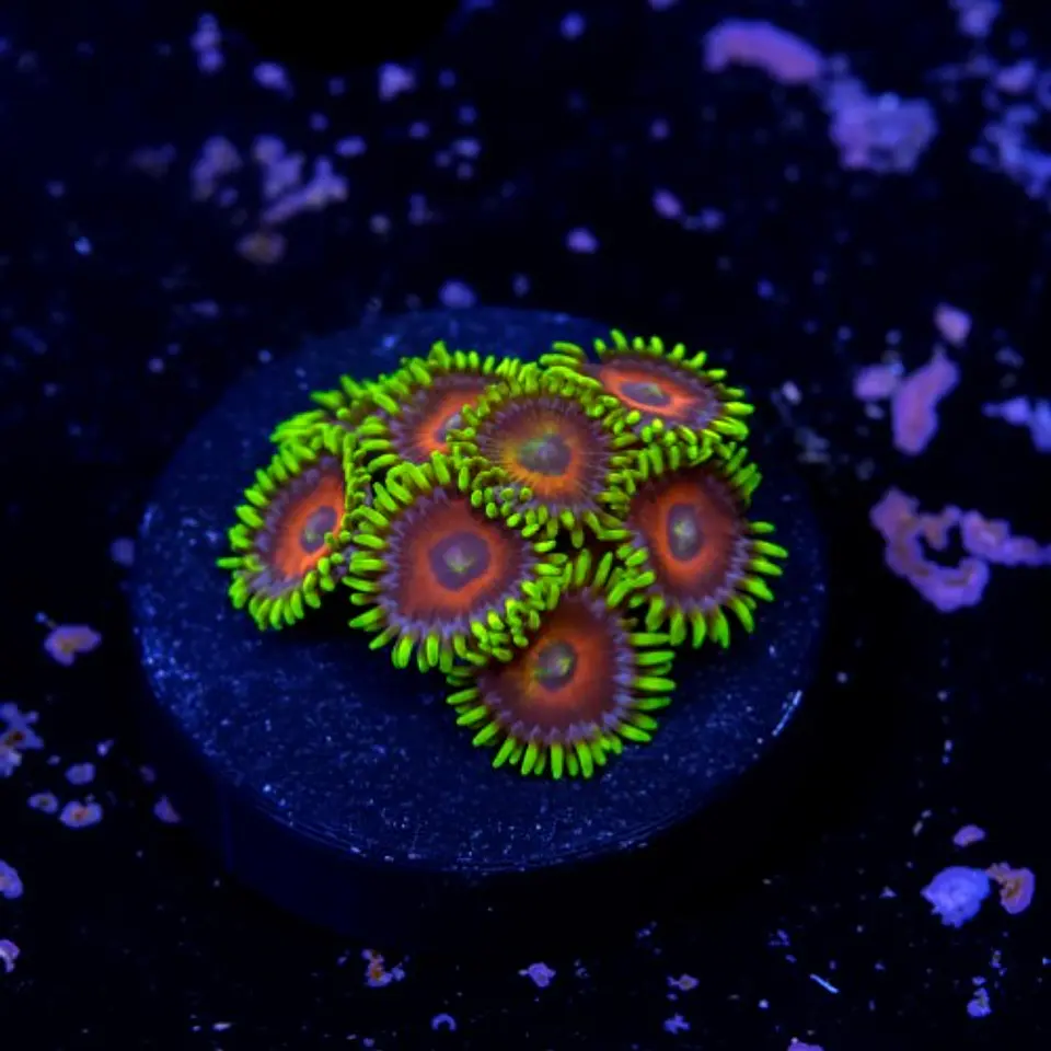 Zoanthus watermelon 2