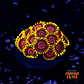 Zoanthus watermelon  - Thumbnail 1