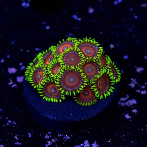 Zoanthus watermelon  2