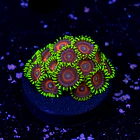 Zoanthus watermelon  2