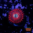 Palythoa magician 1