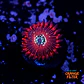 Palythoa magician - Thumbnail 1