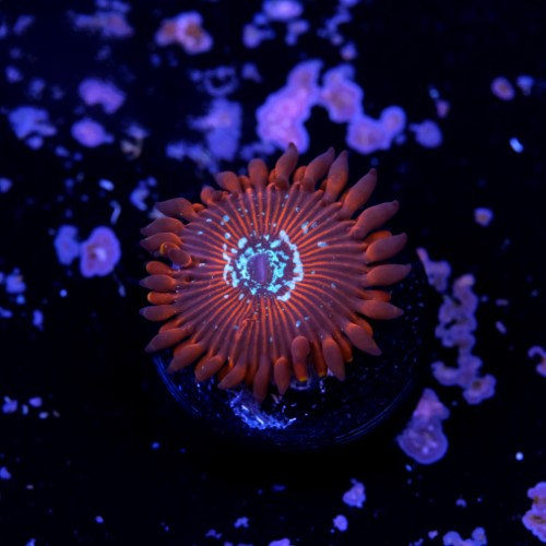 Palythoa magician 2