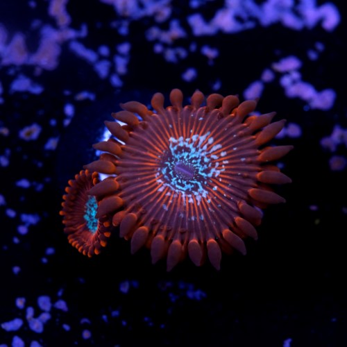 Palythoa magician 2