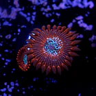 Palythoa magician 2