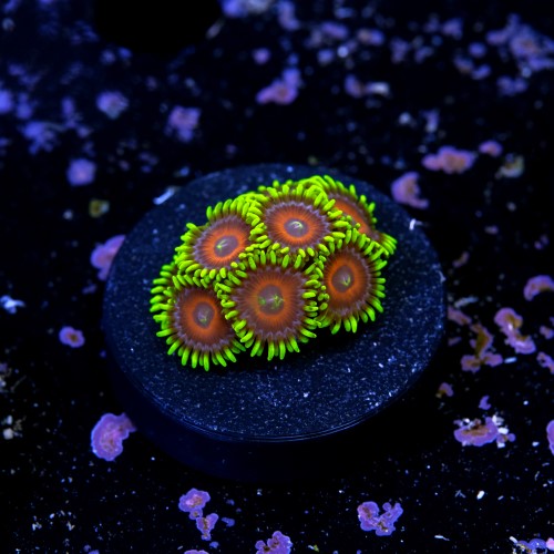 Zoanthus watermelon 2