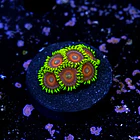 Zoanthus watermelon 2