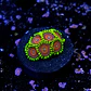 Zoanthus watermelon - Thumbnail 2