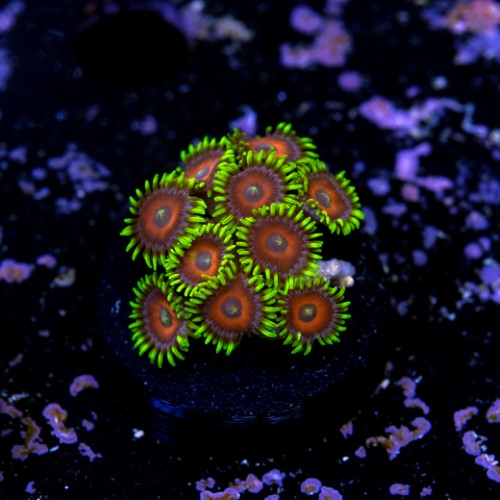 Zoanthus watermelon 2