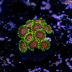 Zoanthus watermelon 2