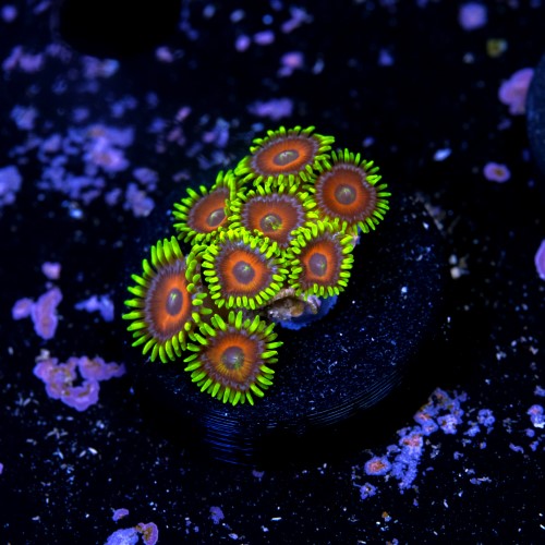 Zoanthus watermelon 2