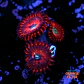 Palythoa magician - Thumbnail 1