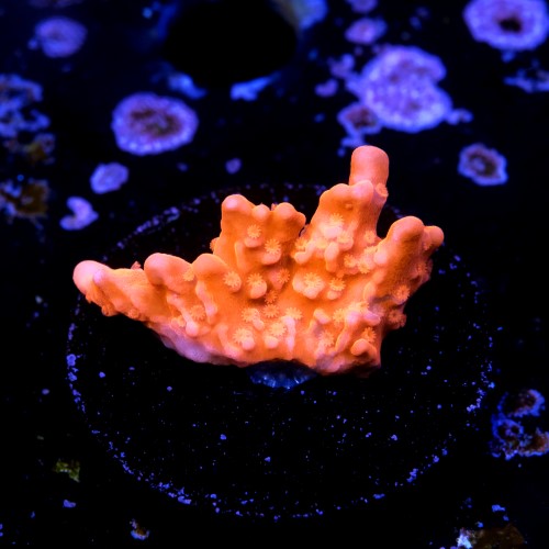 Montipora setosa 2