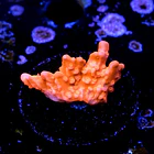 Montipora setosa 2
