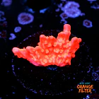 Montipora setosa 1