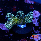 Stylophora stellar  1