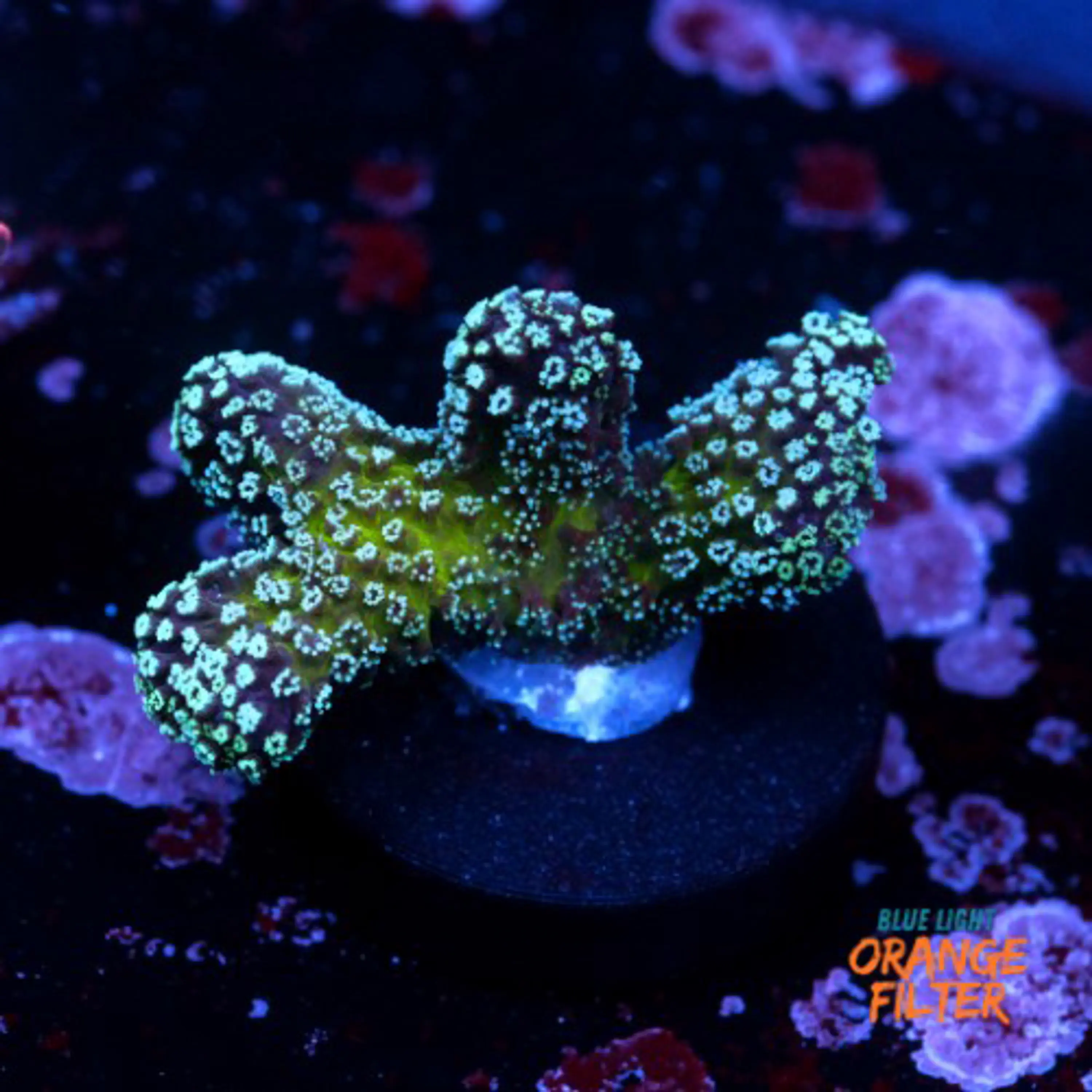 Stylophora stellar 