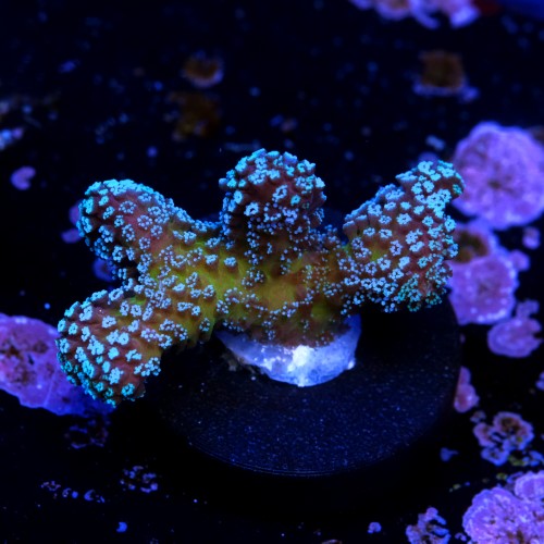Stylophora stellar  2