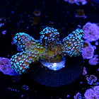 Stylophora stellar  2